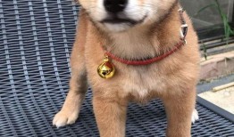 娱乐吃瓜君第一次见狗,萌态百出瞬间圈粉