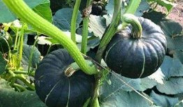 韩城网红吃瓜事件真相,真相背后的网络狂欢与反思