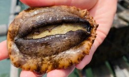 鲍鱼在线观看,探寻海洋珍馐的鲜美之旅