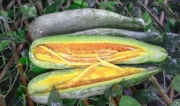 洛杉矶网红吃瓜