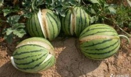 用西瓜特效爆料娱乐圈,娱乐圈幕后真相大揭秘