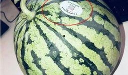 洛杉矶网红吃瓜