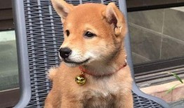 娱乐吃瓜君第一次见狗,萌态百出瞬间圈粉