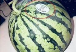 洛杉矶网红吃瓜